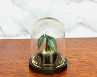 Handgemaakte miniatuur Frydek-plant in stolp, poppenhuisdecor 1:12