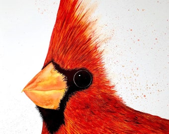 Big Red Cardinal: Fine Art Print