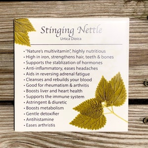 Stinging Nettle Plant Marker Ceramic Tile : Indoor and Outdoor Use, Gardener Gift, Plant Lover, Herbalism