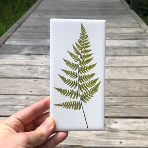 May include: A white rectangular tile featuring a pressed fern. The fern is a vibrant green color with detailed fronds and a dark stem. The tile is held against a wooden background.