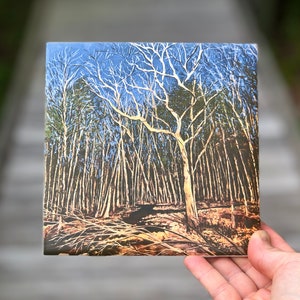 May include: A painting of a forest scene with bare trees and a blue sky. The trees are white and the ground is brown. The painting is on a square canvas.