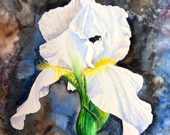 White Bearded Iris : Blank Greeting Card