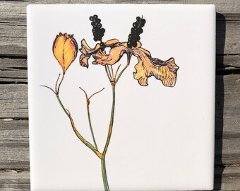 Blackberry Lily Ceramic Tiles