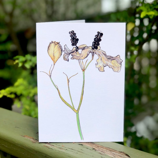 Blackberry Lily: Fine Art Greeting Card