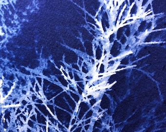 Botanical Cyanotype : Blank Greeting Card