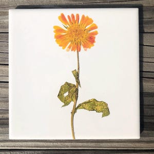 Calendula Ceramic Tile : Indoor and Outdoor Use, Decorative and Functional Wall and Floor Tiles, Pressed Flower Art, Home Decor,