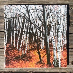 Aspen Trees Ceramic Tile : Indoor and Outdoor Use, Kitchen Backsplash, Decorative Tiles