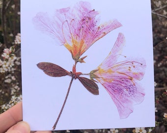 Pressed Azalea - Square Blank Greeting Card