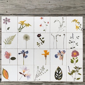 You Pick The Design - Garden Botanical Ceramic Tiles 6 x 6 Inches : Indoor and Outdoor Use, Backsplash Wall and Floor Tiles