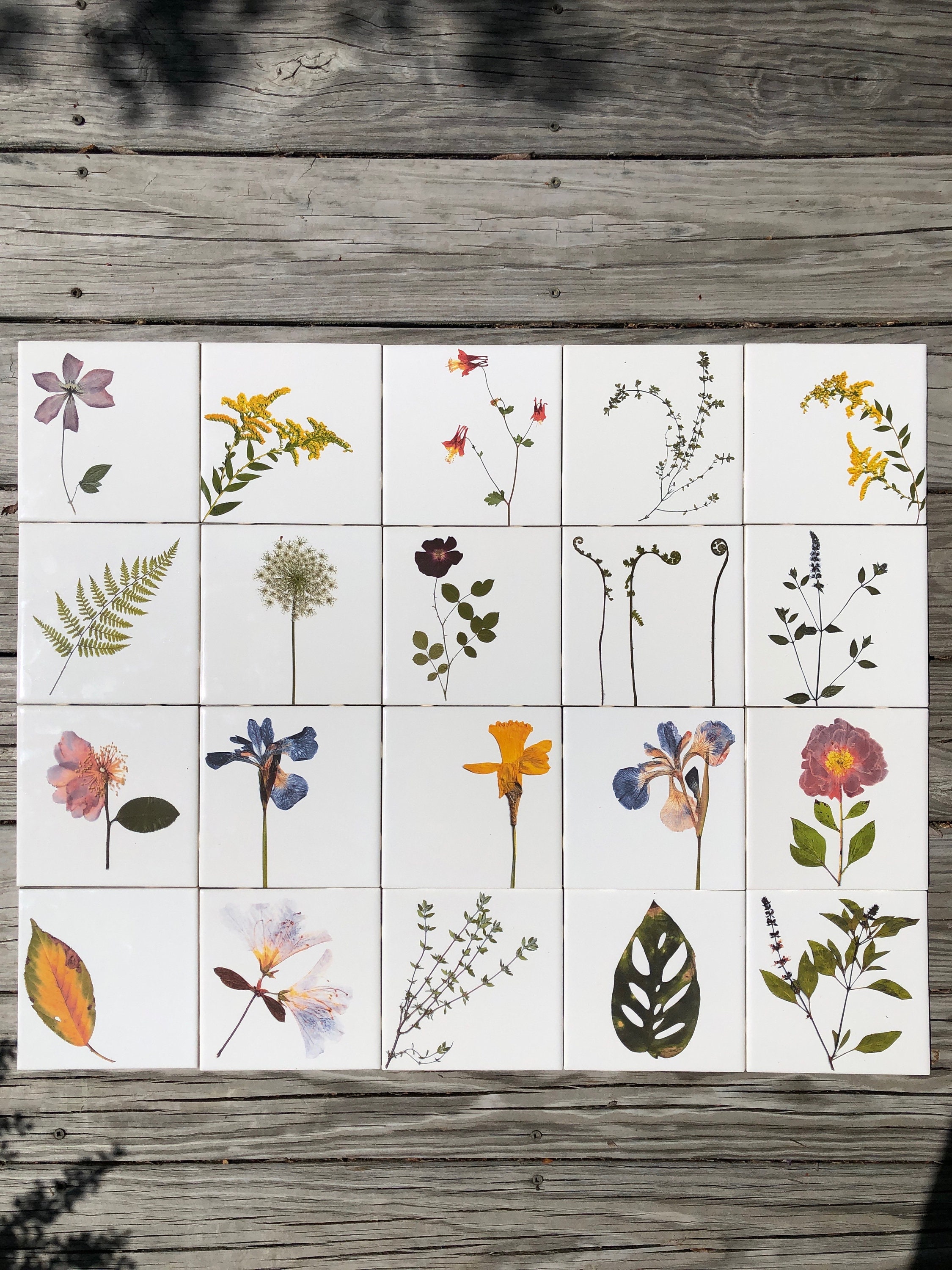 botanicalさま Anthurium (dorayaki x Dreamweaver) x (Zara x Michelle) -purple