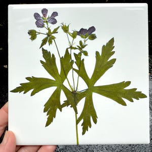 Wild Violet Ceramic Tiles