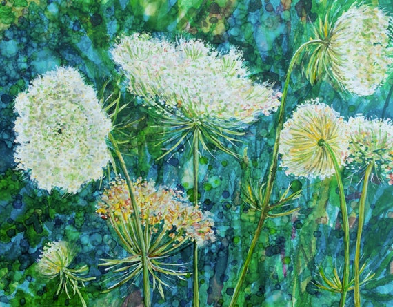 Queen Anne's Lace Flowers : Glossy Art Print 