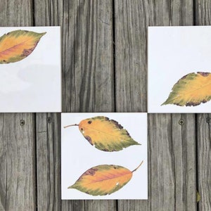 Fall Dogwood Leaves Ceramic Tile : Indoor and Outdoor Use, Decorative Tiles