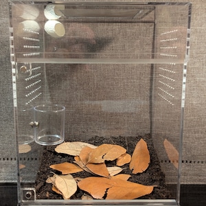 Jumping Spider Bioactive Starter Kit