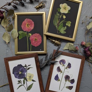 May include: Four framed botanical prints featuring pressed flowers. Two gold-framed pieces display red roses and a white flower on black backgrounds. Two brown-framed pieces show purple pansies and sweet peas on white backgrounds.