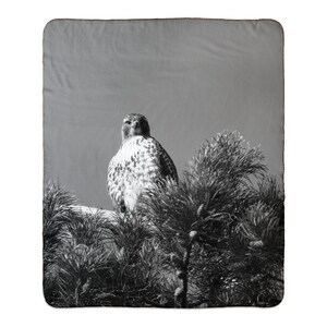 May include: A black and white photograph of a hawk perched on a branch of a pine tree. The hawk is looking directly at the camera.