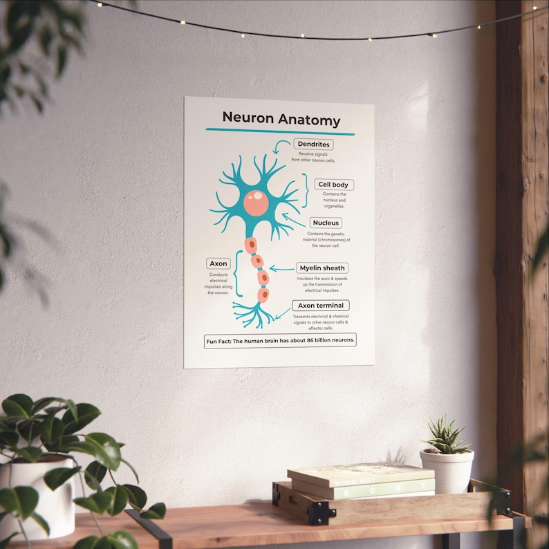 Science Neuron Anatomy Matte Vertical Poster 18x24, Classroom Decor ...