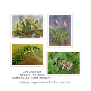 May include: A set of four watercolor paintings depicting various wildflowers. The paintings feature a trout lily, two ladies, Solomon's seal, and purple raspberry.