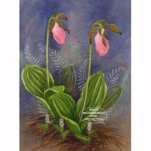 May include: Watercolor painting of two pink lady slipper orchids with green leaves and stems. The background is a gradient of blue and purple with fern-like details. The image is watermarked for protection.