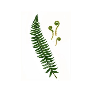Fern Botanical, &quot;Christmas Fern&quot; limited edition art by Doris Wilbur, farmhouse country decor, watercolor art, limited edition prints ferns