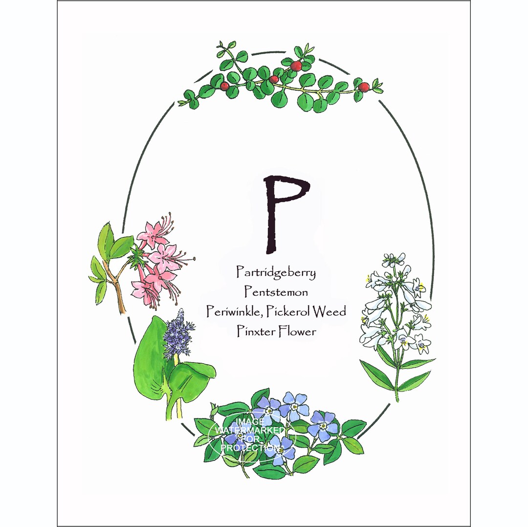 Wildflower Alphabet Print of Letter P by Doris Wilbur-artist, Wall Art ...