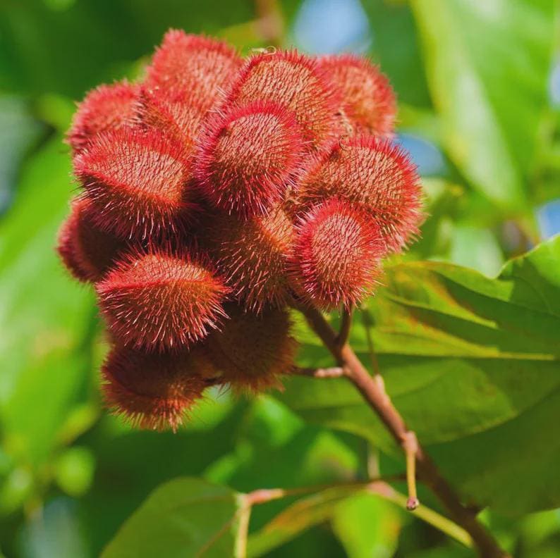 Annatto-Baumsamen (Lippenstiftpflanze, Bixa orellana) – Tropischer ...