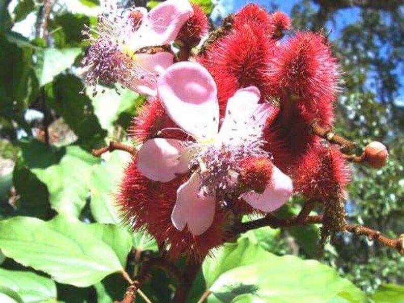 Annatto-Baumsamen (Lippenstiftpflanze, Bixa orellana) – Tropischer ...