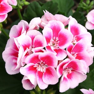 May include: A close-up of a cluster of pink geranium flowers with vibrant magenta centres and edges. The petals are a soft pink with a white border, creating a striking contrast. Green leaves provide a backdrop to the colourful blooms.
