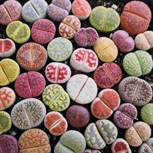 May include: A collection of Lithops succulents, also known as living stones, featuring a variety of colors including shades of green, pink, orange, purple, and white. Each plant has a distinct cleft down the center and unique surface patterns.