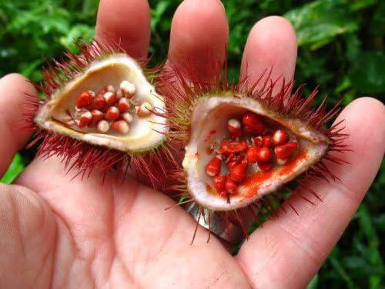 Annatto-Baumsamen (Lippenstiftpflanze, Bixa orellana) – Tropischer ...