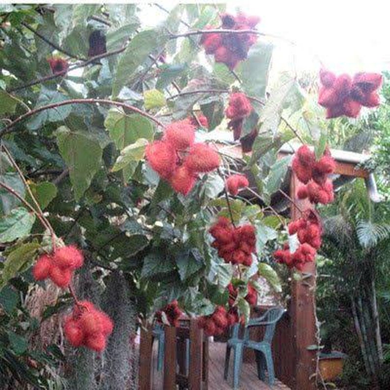 Annatto-Baumsamen (Lippenstiftpflanze, Bixa orellana) – Tropischer ...