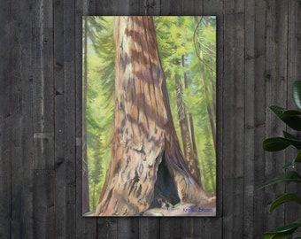Canvastavla - Fläckig Sequoia - Inslagen Canvastavla - Giclée-kvalitet - "Sequoia Sanctuary"-serien - Perfekt present till trädälskare!