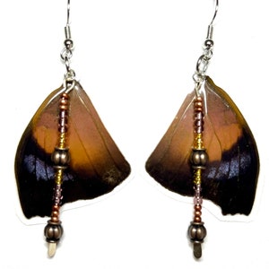 Canopy Brush-Footed Butterfly Wing Earrings - Style 3