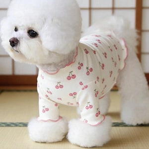 May include: A fluffy white dog wearing a white pajama set with a pink cherry pattern. The pajamas have pink trim around the collar and cuffs. The dog has a fluffy white coat and is standing on a light-colored surface.
