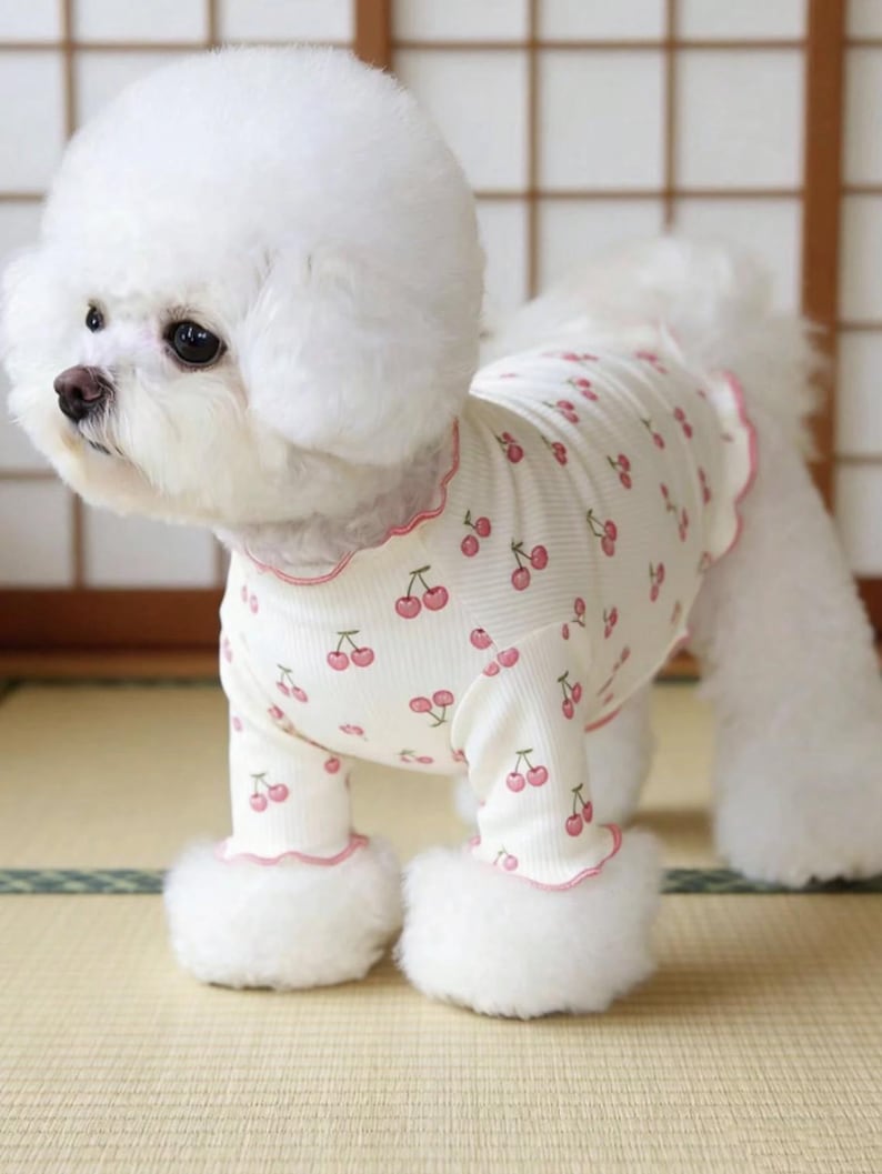 May include: A fluffy white dog wearing a white pajama set with a pink cherry pattern. The pajamas have pink trim around the collar and cuffs. The dog has a fluffy white coat and is standing on a light-colored surface.