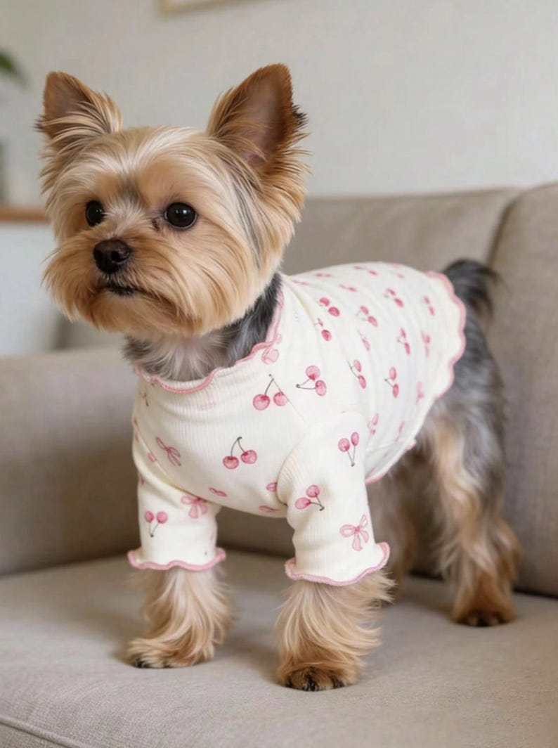May include: A small dog wearing a cream-colored dog shirt with a pink cherry pattern. The shirt has ruffled edges and long sleeves. The dog has brown and tan fur and is standing on a neutral-colored couch.