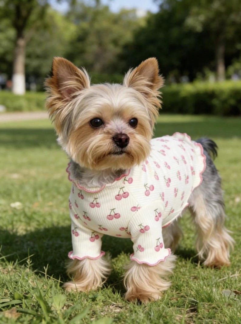 May include: A small dog wearing a cream-colored shirt with a pink cherry pattern. The shirt has ruffled edges and sleeves. The dog is standing on green grass in a park setting.