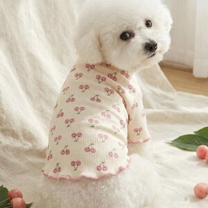May include: A small white dog wearing a cream-colored ribbed shirt with a pink cherry pattern. The shirt has a ruffled pink trim. The dog is sitting on a white surface, with a few cherries and green leaves scattered around.
