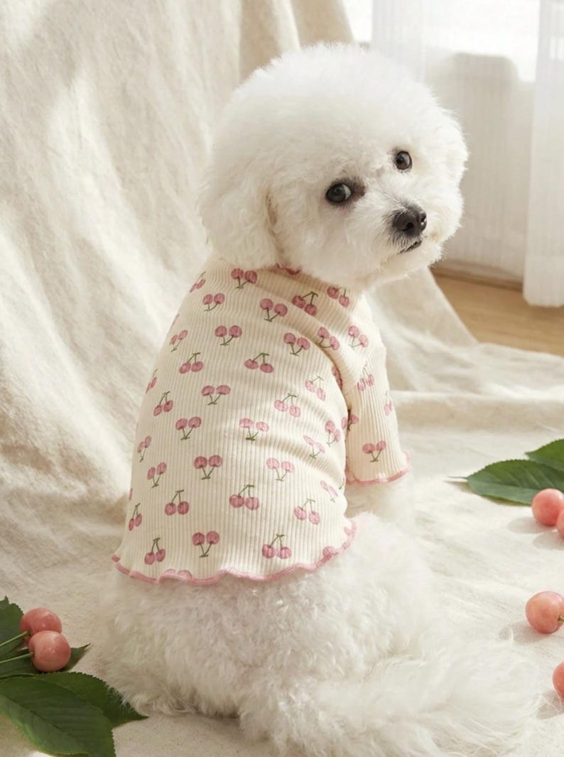 May include: A small white dog wearing a cream-colored ribbed shirt with a pink cherry pattern. The shirt has a ruffled pink trim. The dog is sitting on a white surface, with a few cherries and green leaves scattered around.