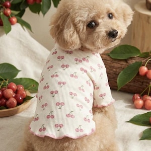 May include: A small, light-brown dog wearing a white ribbed shirt with a pink cherry pattern. The shirt has pink trim around the sleeves and neckline. Fresh cherries are in the background.
