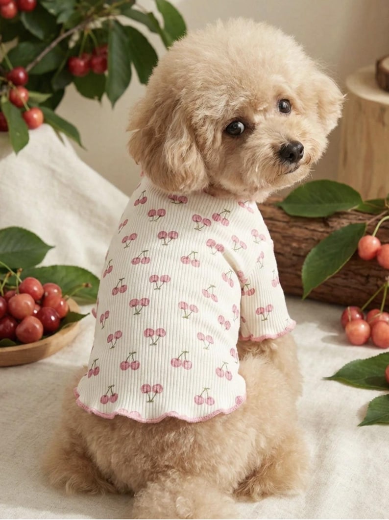 May include: A small, light-brown dog wearing a white ribbed shirt with a pink cherry pattern. The shirt has pink trim around the sleeves and neckline. Fresh cherries are in the background.