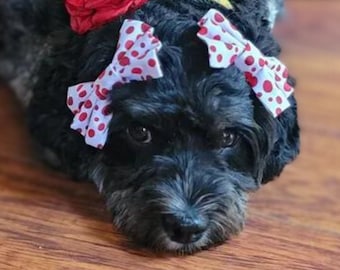 Red polka dot dog bow headband, dog bow, dog hair bows, bows for dogs, doggie headbands, double bow headband, dog pigtail bows, pet headband