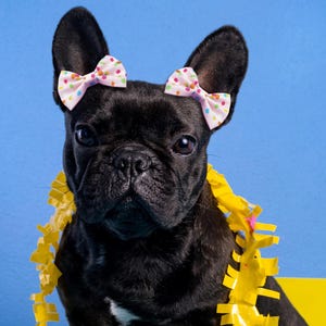 May include: A black French Bulldog wearing a yellow lei and two small bows on its ears. A birthday candle with the number 3 is in front of the dog. The background is blue and the dog is sitting in front of a yellow chair.