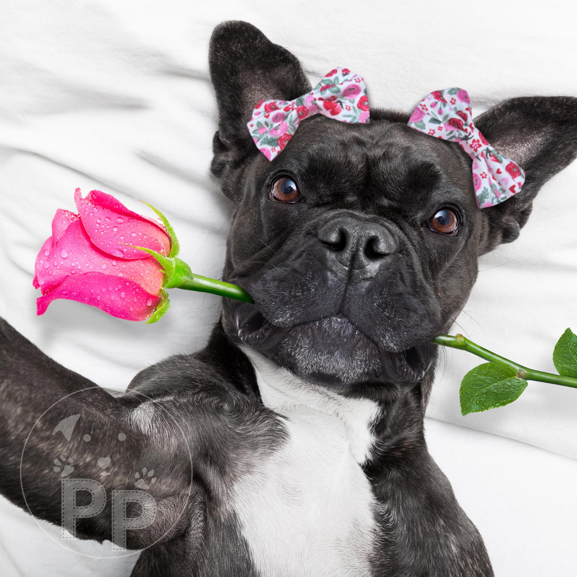 Hearts and flowers dog bow headband, dog bows, dog hair bows, bows for dogs, dog headbands, double bow headband, dog pigtail bows