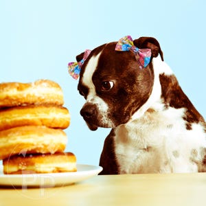 May include: A black and white dog with brown ears wearing two colorful hair bows looks intently at a stack of four donuts.