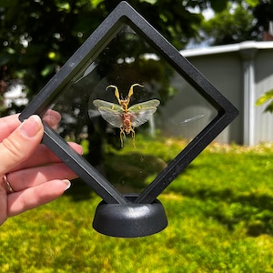 Jeweled flower mantis 3D frame
