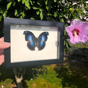 Great blue hookwing