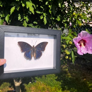 Constable butterfly