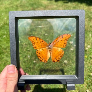 Common cruiser 3D Square frame