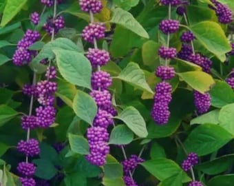 American Beauty Berry Plants or Fresh Cuttings available Hardy Fast Growing Colorful Purple Berries
